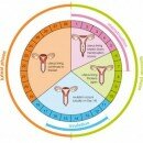 What is menstrual cycle?