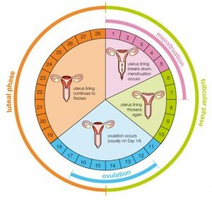 Menstrual Cycle