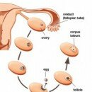 Ovulation and Fertilization