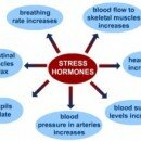 Which hormones called stress hormones?