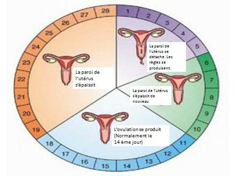 Endocrinologie du cycle menstruel