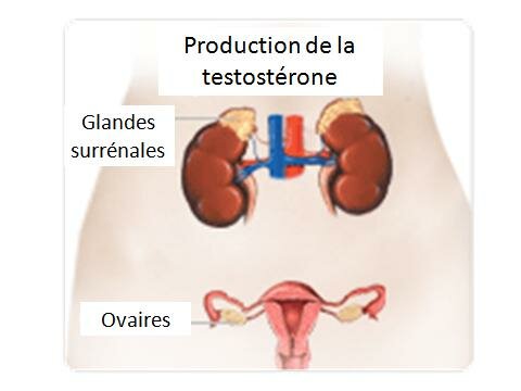 La TESTOSTÉRONE et la santé des femmes