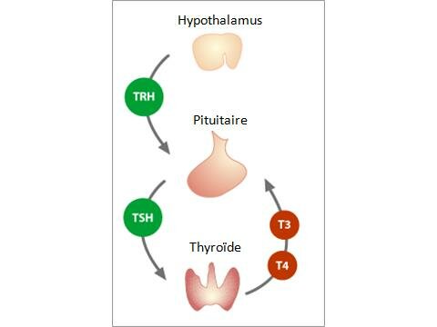 HORMONES THYROÏDIENNES