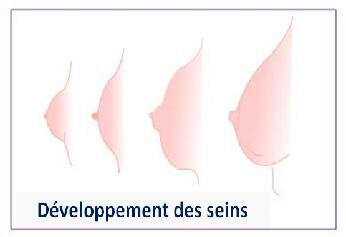 seins