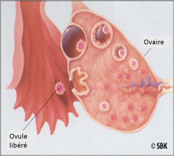 INDUCTION de l’OVULATION 