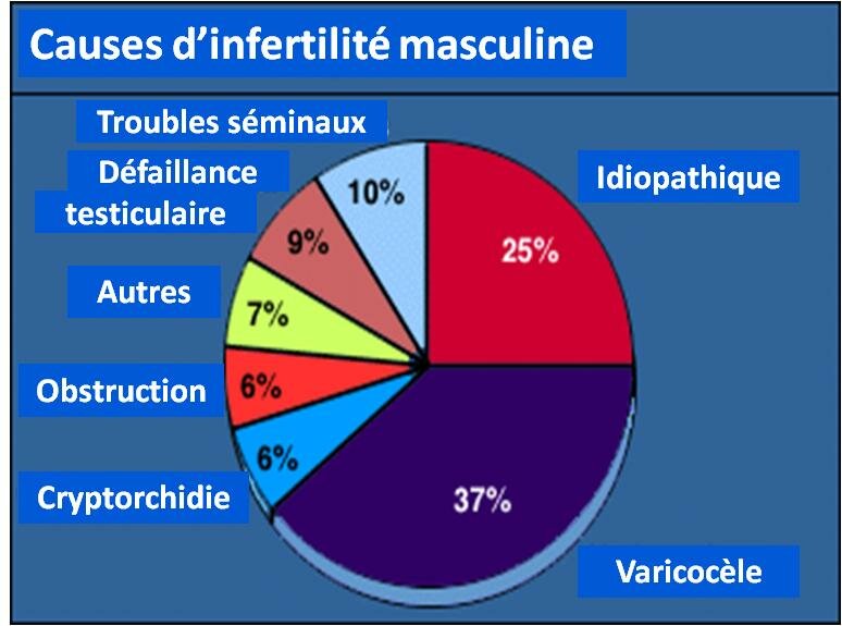 L’INFERTILITÉ MASCULINE