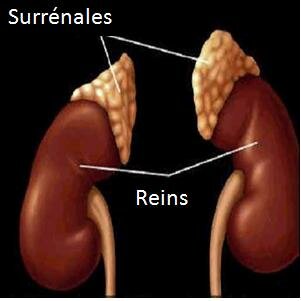 Syndrome adrénogénital