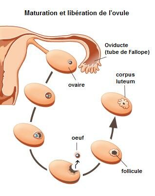 ovulation