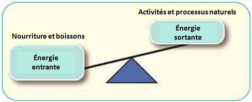 IMC : TABLEAUX