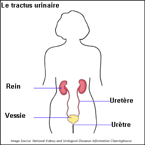 Infection du tractus urinaire