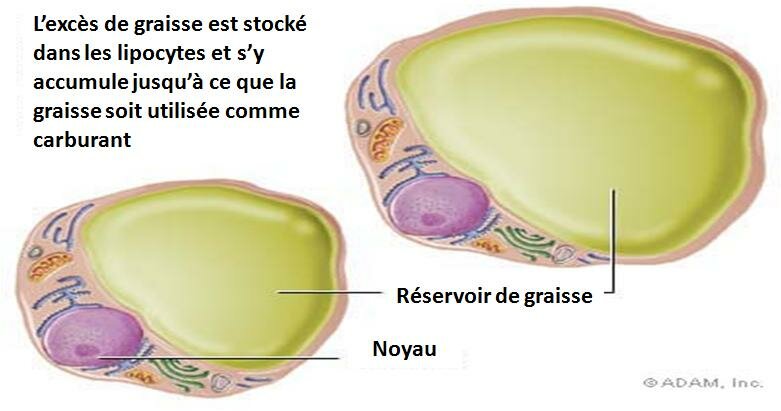 OBÉSITÉ