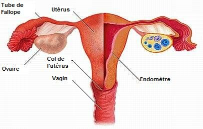 cycle menstruel
