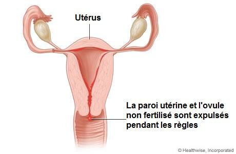 organes reproducteurs