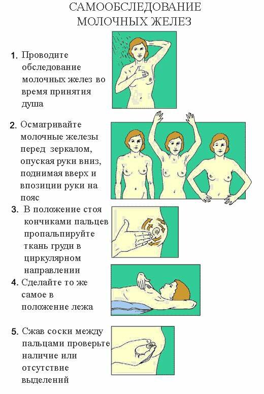 молочные железы