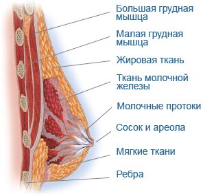 самопроверка молочных желез