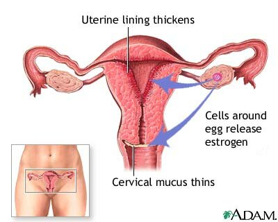 MENSTRUES