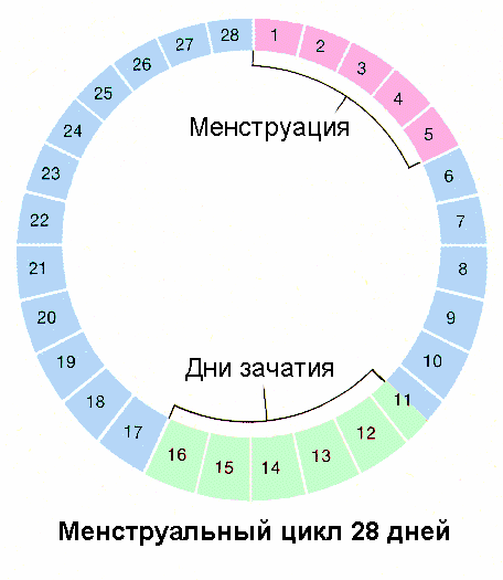 овуляция