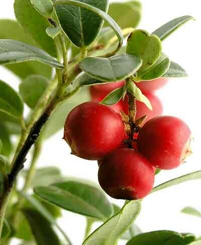 UTI home remedies