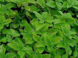 amenorrhea natural remedies