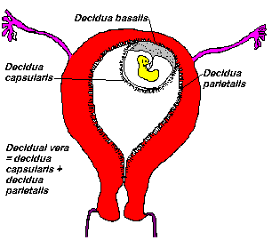 DECIDUAL BLEEDING