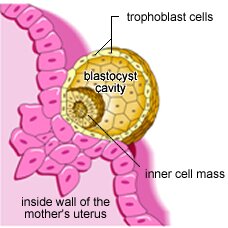 IMPLANTATION BLEEDING