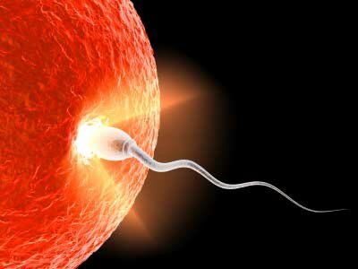 INFERTILITY