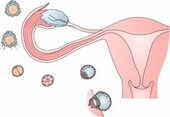 Menstrual cycle